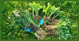 More Plants From Your Plants