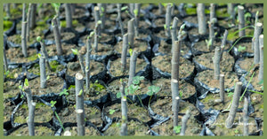 Plant Cuttings and Natural Root Hormones