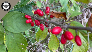 Spicebush Berries Taste Like Allspice