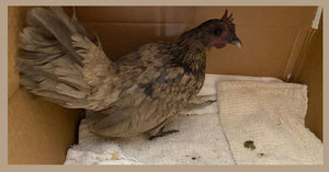 Homestead Treatment: Respiratory Infection In Chicken