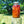St. John's Wort Oil-2