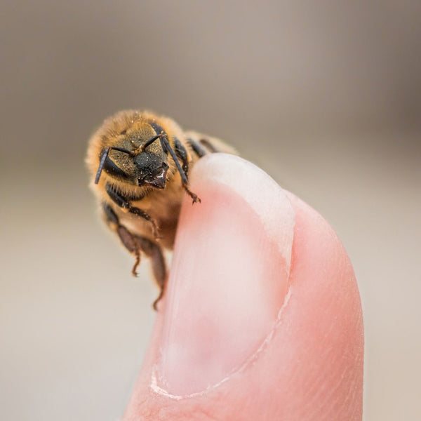 Kids Love Bees